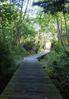 Ireland 'daki gizli ormanlar