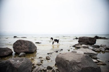 Springer spaniel kayaların arasında suda tek başına yürüyor.