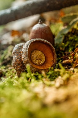 Yosunlu Orman zemininde bir Palamut Kapağının Yakın Çekimi