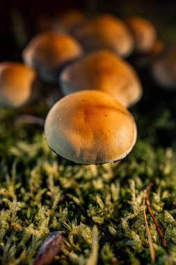 Sonbahar Işığında Altın Orman Mantar Kümesi