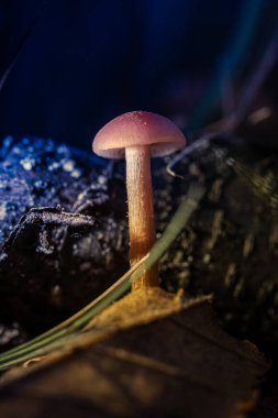 Sihirli Mavi Işıkta Orman Mantarı