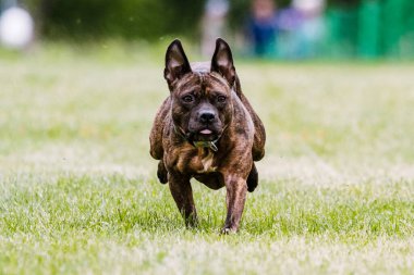 Çukur Boğa Karışık Melez Köpek Yem Kursu Köpek Sporu