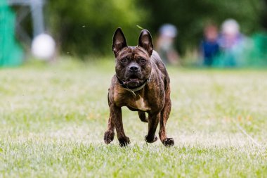 Çukur Boğa Karışık Melez Köpek Yem Kursu Köpek Sporu
