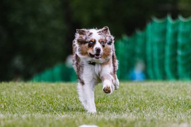 Avustralya Çoban Köpeği Yem Pisti Köpek Sporu