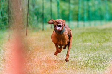 Vizsla köpeği koşuyor. Yem parkuru köpek sporu.