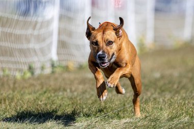 Melez Amerikan Köpekleri Koşu Pistinde Koşan Hızlı Köpek Sporu