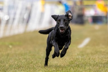 Siyah Labrador Retriever Laboratuvarı Koşu Pisti Hızlı Köpek Sporu