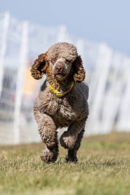 Saç Boyalı Standart Kaniş Koşu Sahası Hızlı Koşu Köpek Sporu