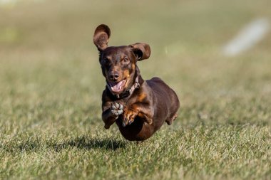 Safkan Kahverengi Dachshund Koşan Yem Pistinde Koşan Köpek Sporu