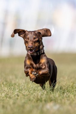 Safkan Kahverengi Dachshund Koşan Yem Pistinde Koşan Köpek Sporu