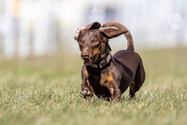 Safkan Kahverengi Dachshund Koşan Yem Pistinde Koşan Köpek Sporu