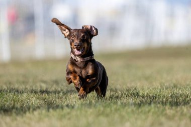 Safkan Kahverengi Dachshund Koşan Yem Pistinde Koşan Köpek Sporu