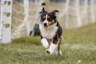 Mini Amerikan Çoban Köpeği Koşu Alanında Koşu Pistinde Koşu Köpek Sporu