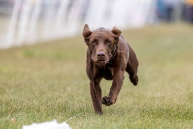 Çikolata Labrador Retriever Laboratuvarı Koşu Pisti Hızlı Köpek Sporu