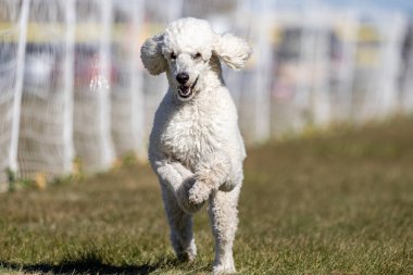 Safkan Beyaz Standart Kaniş Yem Pistinde Koşan Köpek Sporu