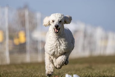 Safkan Beyaz Standart Kaniş Yem Pistinde Koşan Köpek Sporu