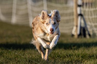 Safkan Sınır Collie Koşu Pisti Koşu Pisti Hızlı Köpek Sporu