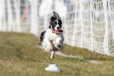 Siyah ve Beyaz İngiliz Springer Spaniel Yem Koşu Pisti Köpek Sporu