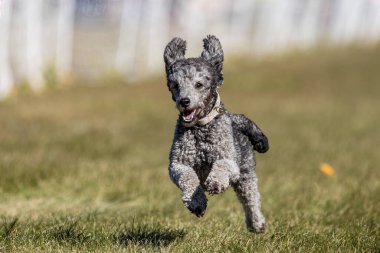 Safkan Oyuncak Kaniş Koşu Pistinde Koşan Hızlı Köpek Sporu