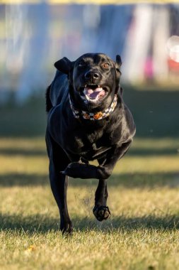 Siyah Labrador Retriever Laboratuvarı Koşu Pisti Hızlı Köpek Sporu