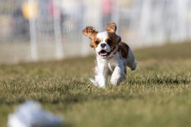 Şövalye Kral Charles Spaniel Koşu Alanı Koşu Pisti Hızlı Köpek Sporu
