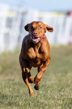 Macar Macar Vizsla Pointer Koşu Pisti Hızlı Köpek Sporu