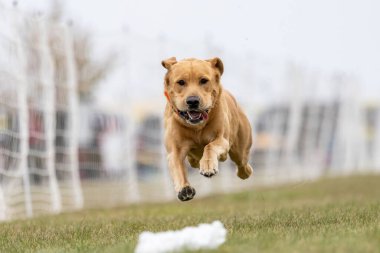 Sarı Labrador Retriever Laboratuvarı Hızlı Koşu Pisti Köpek Sporu