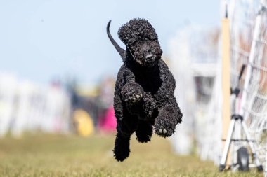 Black Bedlington Terrier Running Lure Course Sprint Dog Sport clipart