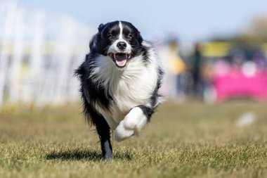 Siyah ve Beyaz Sınır Collie Koşu Pisti Hızlı Koşu Köpek Sporu