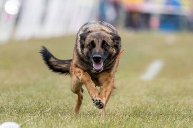 Mutlu Alman Çoban Köpeği Koşu Pisti Hızlı Köpek Sporu
