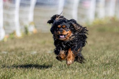 Şövalye Kral Charles Spaniel Koşu Alanı Koşu Pisti Hızlı Köpek Sporu