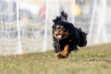 Şövalye Kral Charles Spaniel Koşu Alanı Koşu Pisti Hızlı Köpek Sporu