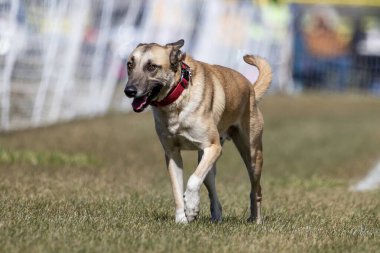 Çoban Köpeği Karıştırma Koşu Pistinde Koşan Hızlı Köpek Sporu