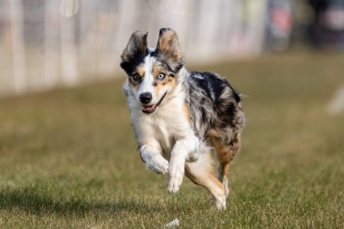 Safkan Sınır Collie Koşu Pisti Koşu Pisti Hızlı Köpek Sporu