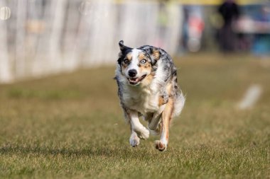 Safkan Sınır Collie Koşu Pisti Koşu Pisti Hızlı Köpek Sporu