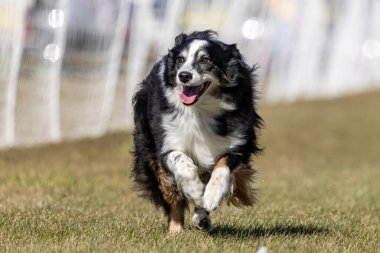 Avustralyalı Çoban Köpeği Koşu Pistinde Koşu Köpek Sporu