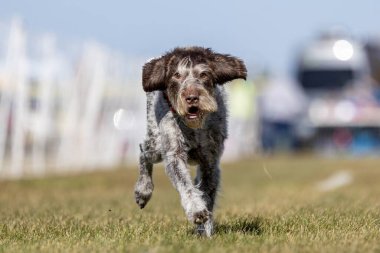 Alman Tel Saçlı İşaretçi Koşu Pisti Hızlı Köpek Sporu