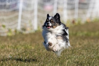 Safkan üç renkli Papillon Koşan Yem Pistinde Koşan Köpek Sporu