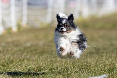 Safkan üç renkli Papillon Koşan Yem Pistinde Koşan Köpek Sporu