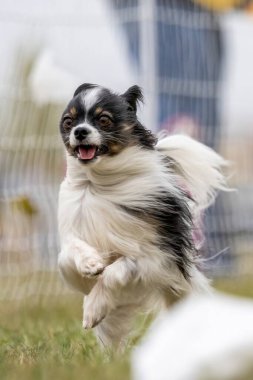 Safkan üç renkli Papillon Koşan Yem Pistinde Koşan Köpek Sporu