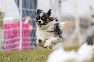 Safkan üç renkli Papillon Koşan Yem Pistinde Koşan Köpek Sporu