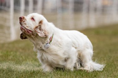 Clumber Spaniel Running Lure Course Sprint Dog Sport clipart