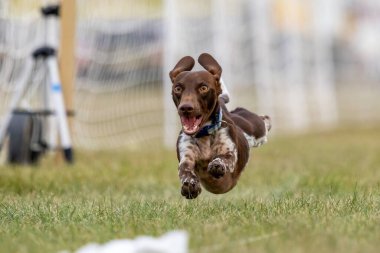 Safkan Dachshund Koşu Alanı Koşu Pisti Hızlı Köpek Sporu