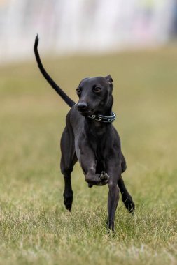 Siyah İtalyan Greyhound Koşu Pistinde Koşan Hızlı Köpek Sporu