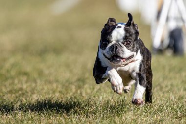 Black and White Boston Terrier Running Lure Course Sprint Dog Sport clipart