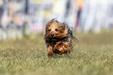 Avustralya İpeksi Teriyeri Koşu Pistinde Koşan Hızlı Köpek Sporu