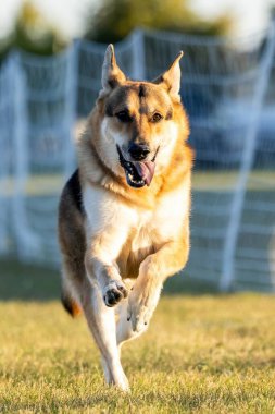 Alman Çoban Köpeği Yem Pistinde Koşu Köpek Sporu