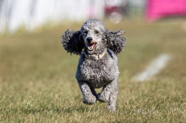 Safkan Oyuncak Kaniş Koşu Pistinde Koşan Hızlı Köpek Sporu