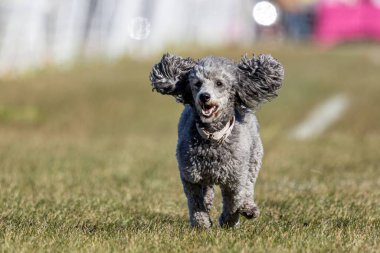 Safkan Oyuncak Kaniş Koşu Pistinde Koşan Hızlı Köpek Sporu