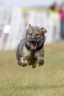 Samur Alman Çoban Köpeği Koşu Alanı Koşu Pisti Köpek Sporu